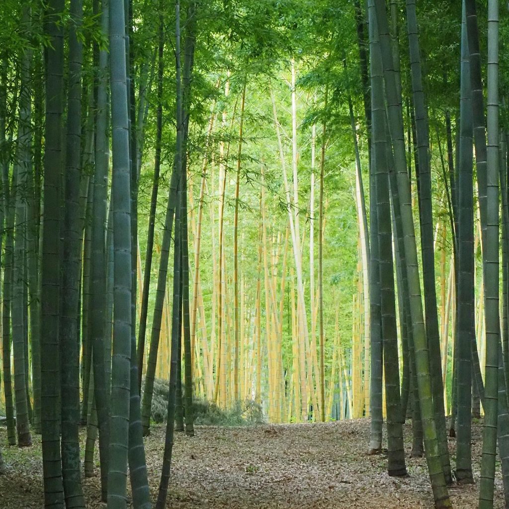 若竹の杜 若山農場